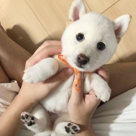 □豆柴　プロフ必須さま専用愛犬ちゃん2体ミニチュアオーダー確認用ページ□愛犬雑貨 2頭身でヘソ天の子犬に「ぬいぐるみでしょ！？」…思わず2度見「どこに