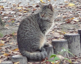 仲川奈良市長が就任した2009年当時、奈良市は犬猫の殺処分が多かった
