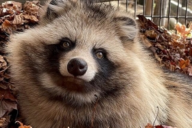 今回ステータスが話題になったエゾタヌキさん（写真提供：おびひろ動物園）