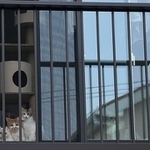 仕事に出掛ける飼い主を見送る猫たちの写真が話題を集めた（提供写真）