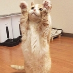 猫じゃらしに夢中。短い脚だけど安定感がある=ししまるとさぶろー短足マンチカンさん（@nekotansoku）提供