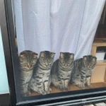 一斉に同じところをガン見する4匹のキジトラ猫たちの写真が話題になった（はるとさん提供）