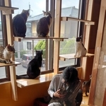 4月から活動をスタートさせた保護猫シェルター内（山下さん提供）