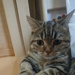 50円玉を見つめる猫ちゃんがTwitter上で話題を集めた（提供写真、こちらは旧アカウントの写真）