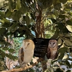 カウンター前にいるメンフクロウのビリーさん（撮影：Coco）