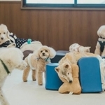 『Familio』にはさまざまなワンちゃんが（写真提供＝THISPHOTO）