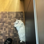 キッチンで落ちていた子猫がTwitter上で話題に。晩ご飯を作らせないつもり？（ネコランドさん提供）