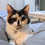 ナナちゃんはセブンイレブンで野良猫生活を送っていたので、「ナナ」と保護主さんに名づけられました