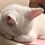 眠いよ～、でも、待ってなきゃ＝ジョーは犬&猫と添い遂げる家のリフォームをする！！さん（@6464prpr）提供