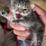 空から住民の庭に落ちてきた子猫。右目から出血･･･すぐに家の中に保護したという（浦川さん提供、YouTubeよりキャプチャ撮影）