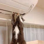 エアコンにお手てを掛ける猫の姿がまるで「修理業者」に見えるとTwitter上で話題を集めた（提供写真）
