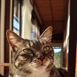 子猫の頃、先住猫の豆虎ちゃんに攻撃されたが、今では立場が逆転