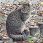 仲川奈良市長が就任した2009年当時、奈良市は犬猫の殺処分が多かった