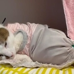 寝ていたところに・・・（犬猫生活さん提供、Twitterよりキャプチャ撮影）