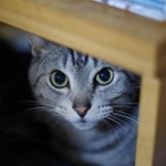 もしかして、一緒に暮らせなくなっちゃうの…？（rai/stock.adobe.com）