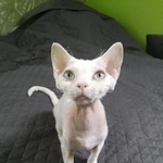 ウクライナで救出された「フェリックス」／クリステンさん提供