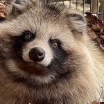 今回ステータスが話題になったエゾタヌキさん（写真提供：おびひろ動物園）