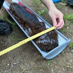 体長95センチメートル、体重5.13キロの大物オオサンショウウオと遭遇！