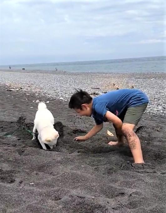 小3息子が 犬と穴掘り真剣勝負 2万回見られた動画に ブラジルまで行けそう 最高の思い出 神戸新聞next 連載 特集 話題