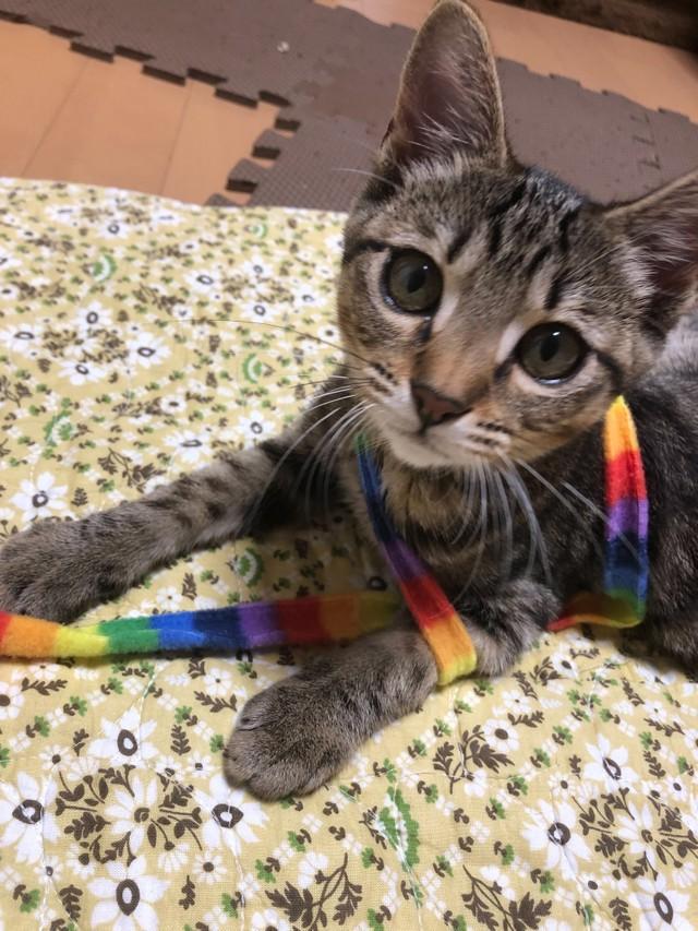 くノ一 のような猫 お迎えした2匹目はかくれんぼの達人 月に1度は行方不明でみんなが大騒ぎ 神戸新聞next 連載 特集 話題