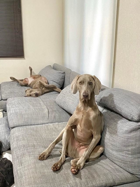 我が家にはまともな犬がいない 人間味あふれすぎな2匹の犬に爆笑 そもそも犬がいないよね クセが強いですね 神戸新聞next 連載 特集 話題