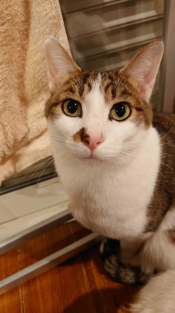 ふらりと現れる人懐こい野良猫 保護して分かった猫エイズウイルスの感染 君のお家はここだよ 神戸新聞next 連載 特集 話題