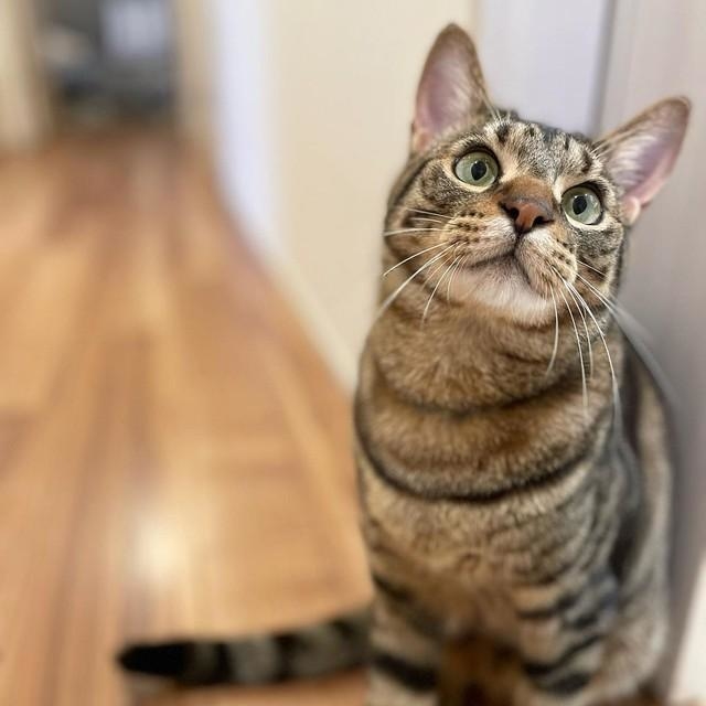 なかなかのイケニャンコでしょ？