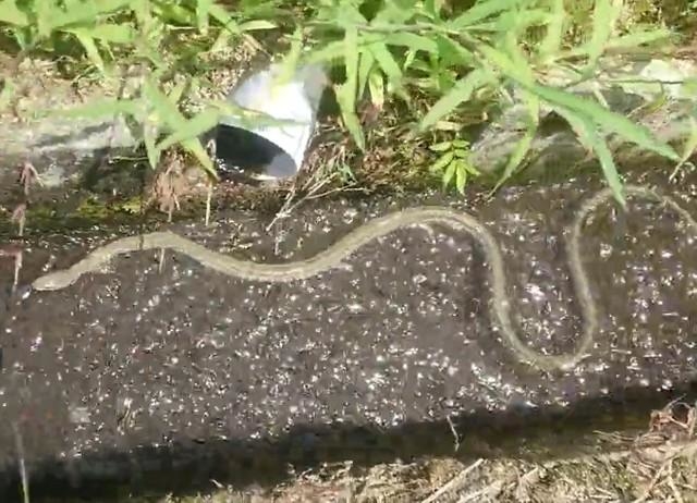 棚田の用水路を泳ぐ？アオダイショウ（提供画像）