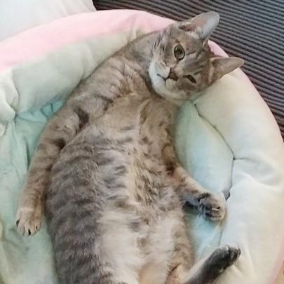 ベッド上でポーズを決める、ほっけちゃん