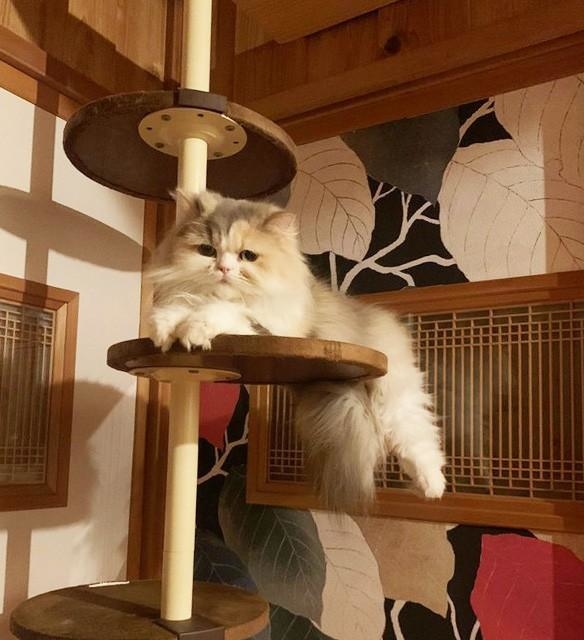 ロングヘアーの猫ちゃん、くつろぐ姿が「しっぽと思ったら足だった