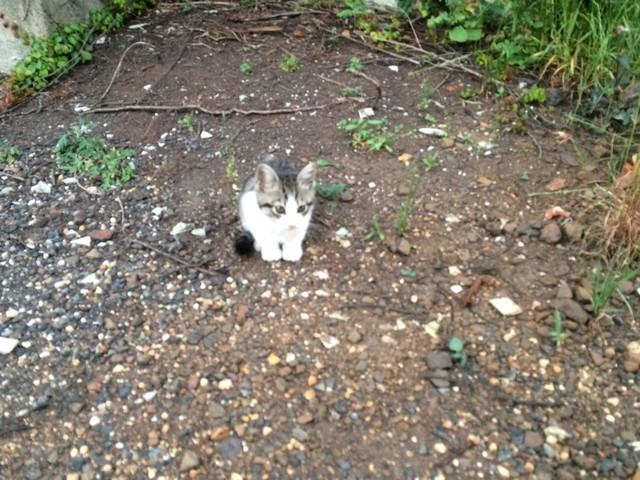 車に轢かれていたかもしれない＝タノビケルト@ぼちぼち描いてる物語更新中さん（@tanobikeruto）提供