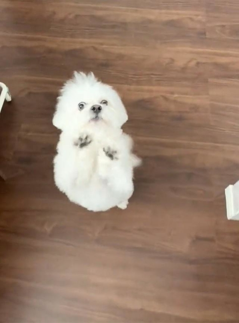 お芋！ちょーだい！（かわいいぬさん提供）