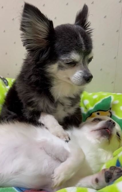 睡魔と闘いながら寝かしつけるワンコの動画が話題になった（「チワワん　一花」さん提供、Twitterよりキャプチャ撮影）