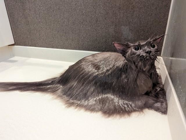 【ビフォー写真】シャンプー中に謎の生き物に“変身”した猫さんがTwitter上で話題を集めた（ももさん提供）