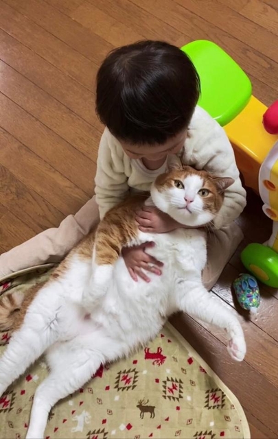 猫 あとでオヤツはずめよ と飼い主見てくる 4歳の娘に抱っこされ お子様のなすがまま 子守りのバイト 神戸新聞next 連載 特集 話題