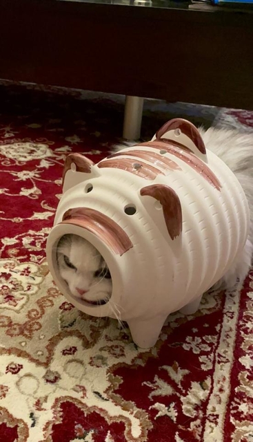 蚊取り豚を装着した「蚊取りアーマー」猫ちゃんがTwitter上で話題を呼んだ（ネコランドさん提供）