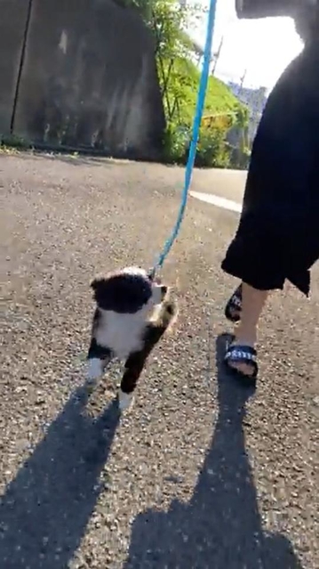 お散歩楽しいね！飛ぶように駆ける子犬さん（あるとさん提供）