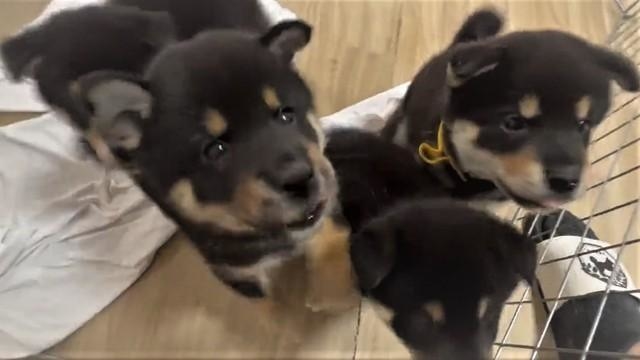 飛び跳ねる子犬たちの動画がTwitter上で話題を集めた（「黒柴りつ@武蔵照陽荘」さん提供、Twitterよりキャプチャ撮影）