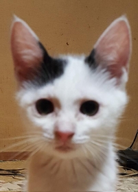 【ビフォー写真】チロちゃんの子猫時代（提供写真）