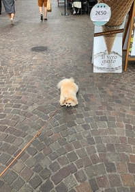 散歩の帰り道 道の真ん中でフセ 動かない犬に爆笑 アイス買って 1歩も動けない 公園の帰りは必ずこれ 神戸新聞next 連載 特集 話題