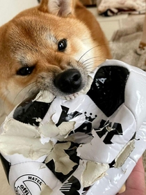 柴犬さん ボールはトモダチ…ってぼろぼろやーん！ 鬼の形相の柴犬さんが話題に