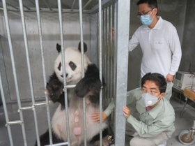 調子はどうですか？タンタンのお腹に手を当てる獣医師の成さん（手前）と王さん（画像は王子動物園公式Twitterから）