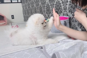 タッチ！決まったね！＝ルル真っ白ポメラニアンの女の子さん（@lulu_lu_0607）提供