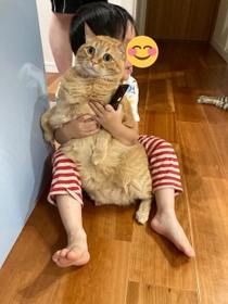 男の子にギュッと抱きしめられる茶トラ猫ちゃんがTwitter上で話題を集めた（「かぎしっぽすず&つむぎ」さん提供）