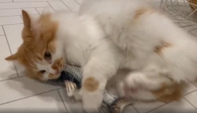 体重7キロ、おもちゃの魚を“羽交い締め”して広告キックを繰り出すぽてちちゃん＝ぽてこゆこめ+うなさん（@potechi_nikki）のTwitterより