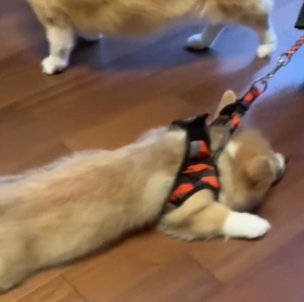 思わず「ほんまに散歩できるんか…？」（写真提供：コーギー🐶🦁れいさら@成長日記さん）