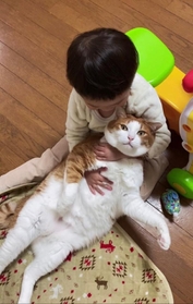 4歳の女の子に抱っこされる猫が「ぬいぐるみ」みたいだとTwitter上で話題を集めた（yopichさん提供）
