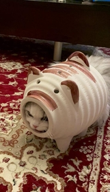 蚊取り豚を装着した「蚊取りアーマー」猫ちゃんがTwitter上で話題を呼んだ（ネコランドさん提供）