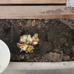 娘の離乳食をプランターに入れていたところ…なんと！（うま子さん提供）