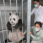 調子はどうですか？タンタンのお腹に手を当てる獣医師の成さん（手前）と王さん（画像は王子動物園公式Twitterから）